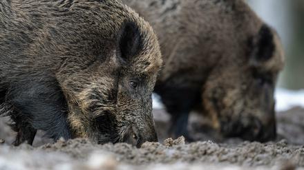 Fangen statt abschießen - das fordern die Grünen.