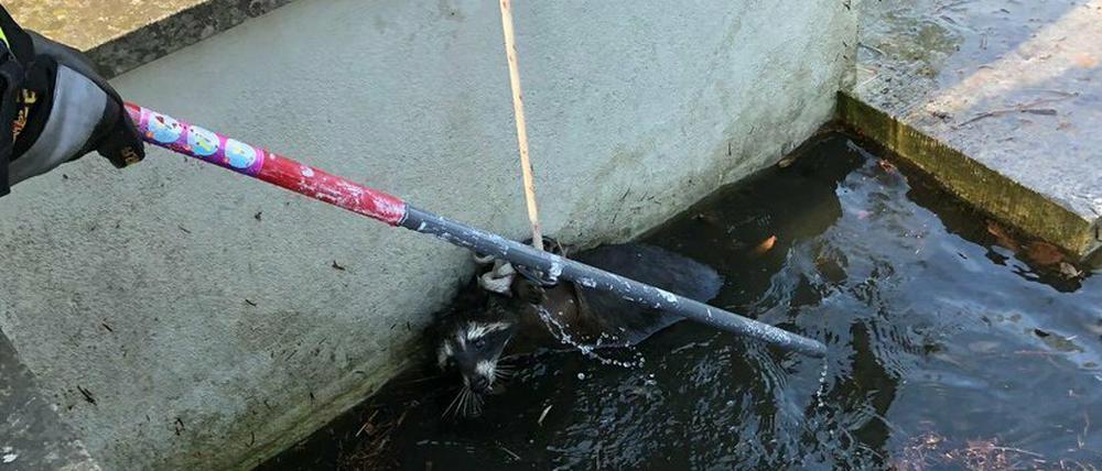 Die Feuerwehr Potsdam befreite einen Waschbär auf der Freundschaftsinsel.