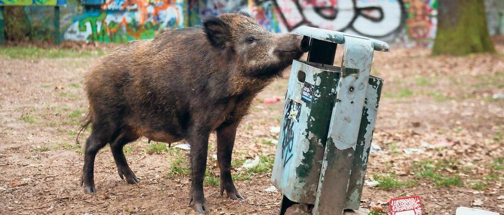 Wildschweine kommen den Menschen immer näher - wie hier in Berlin-Tegel.