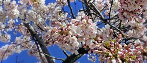 Auf der Freundschaftsinsel in Potsdam blüht es bereits.