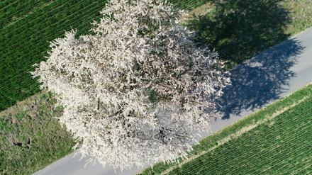 Dieser Pflaumenbaum im Landkreis Märkisch-Oderland blüht schon.