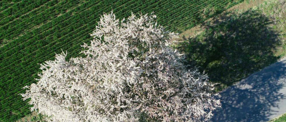 Dieser Pflaumenbaum im Landkreis Märkisch-Oderland blüht schon.