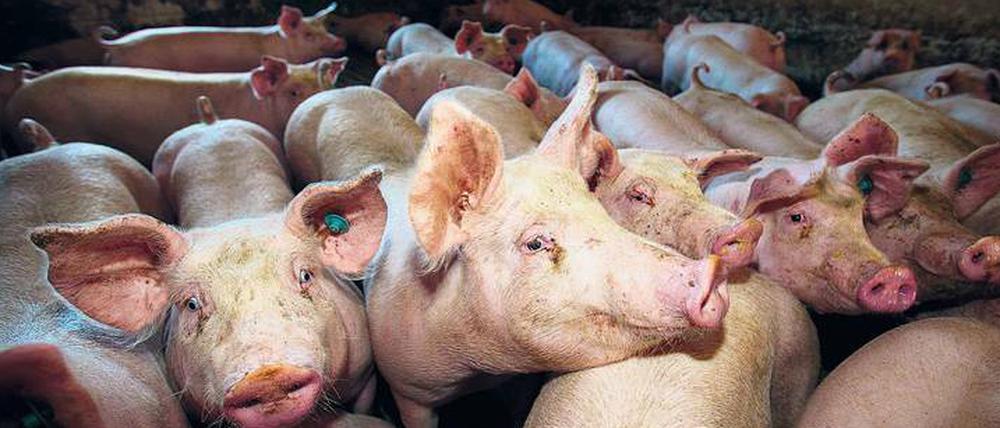 Die Hinterlassenschaften der Massentierhaltung sind ein Problem für die Umwelt.