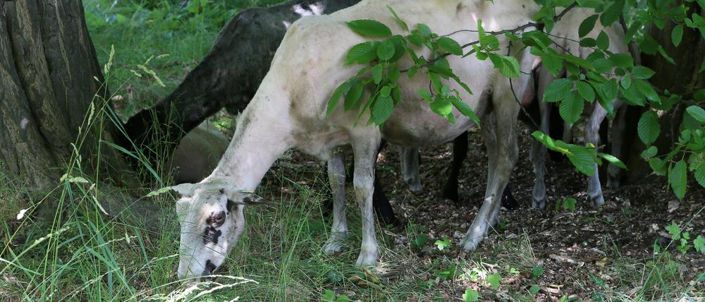 Bereits im vergangenen Jahr konnten sich Schafe im Park Sanssouci satt fressen.