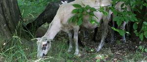 Bereits im vergangenen Jahr konnten sich Schafe im Park Sanssouci satt fressen.