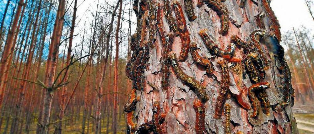 Das große Krabbeln: Die Raupen des Schmetterlings auf dem Weg zu den Kiefernadeln.