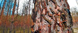 Das große Krabbeln: Die Raupen des Schmetterlings auf dem Weg zu den Kiefernadeln.