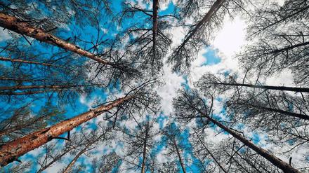 Laut Forstbehörde droht ein Kahlschlag schon in diesem Sommer, tote Bäume erhöhen die Waldbrandgefahr.