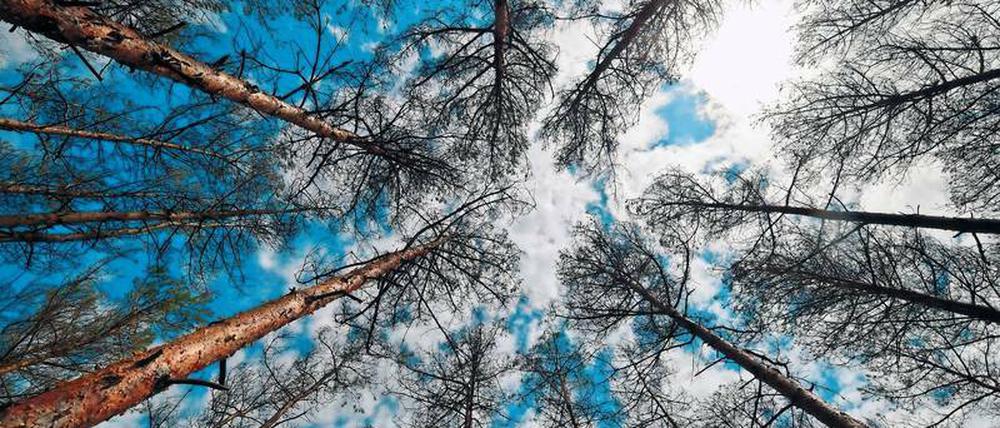 Laut Forstbehörde droht ein Kahlschlag schon in diesem Sommer, tote Bäume erhöhen die Waldbrandgefahr.