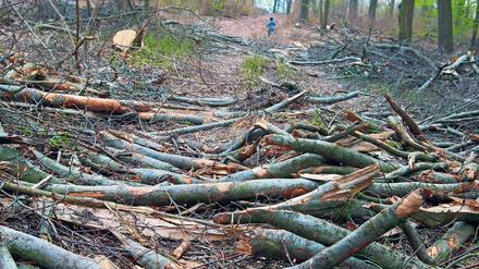 So sieht es aktuell im Katharinenholz aus. Besucher des Waldgebiets zwischen den Stadtteilen Bornim und Eiche sind irritiert über dessen momentanen Zustand des Landschaftsschutzgebiets. Doch die Landesforstbehörde verteidigt die vorgenommen Baumfällarbeiten – diese dienten der Bestandspflege.