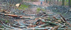So sieht es aktuell im Katharinenholz aus. Besucher des Waldgebiets zwischen den Stadtteilen Bornim und Eiche sind irritiert über dessen momentanen Zustand des Landschaftsschutzgebiets. Doch die Landesforstbehörde verteidigt die vorgenommen Baumfällarbeiten – diese dienten der Bestandspflege.