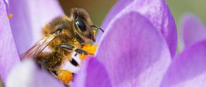 Gleich zwei Initiativen in Brandenburg wollen Bienen retten - nur auf unterschiedlichen Wegen.
