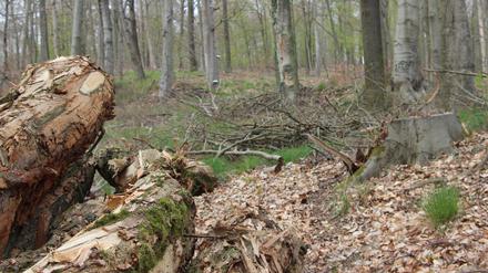 Im Katharinenholz in Bornim wurden zahlreiche Bäume gefällt. Kommuniziert wurde das nur wenig. 