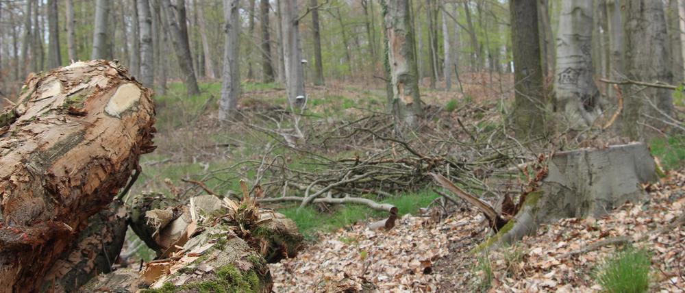 Im Katharinenholz in Bornim wurden zahlreiche Bäume gefällt. Kommuniziert wurde das nur wenig. 