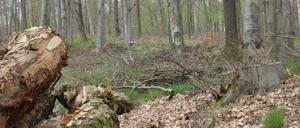Im Katharinenholz in Bornim wurden zahlreiche Bäume gefällt. Kommuniziert wurde das nur wenig. 