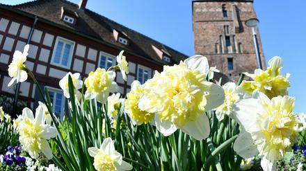 Narzissen vor der Burg in Wittstock.