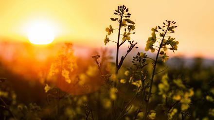 Zu sonnig, zu trocken - das könnte Folgen für die Pflanzen haben.