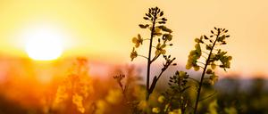 Zu sonnig, zu trocken - das könnte Folgen für die Pflanzen haben.
