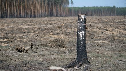 Stamm einer Birke auf einer vertrockneten ehemaligen Waldfläche in Brandenburg, die bei einem Feuer 2018 abgebrannt war.