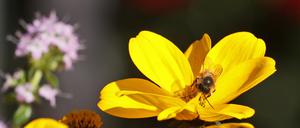 Der "Hummelkönig" ist zur Pflanze des Jahres gewählt worden.