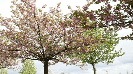 Ende April bis Anfang Mai verwandelt sich die Kirschbaumallee entlang des ehemaligen Grenzstreifens zwischen Teltow und Berlin-Lichterfelde in ein Blütenmeer.