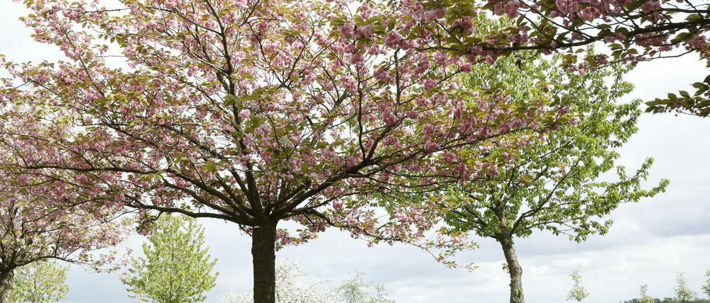 Ende April bis Anfang Mai verwandelt sich die Kirschbaumallee entlang des ehemaligen Grenzstreifens zwischen Teltow und Berlin-Lichterfelde in ein Blütenmeer.