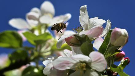 Bienen gibt es auch im Potsdamer Luftschiffhafen.