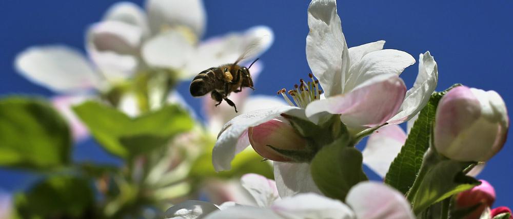 Bienen gibt es auch im Potsdamer Luftschiffhafen.