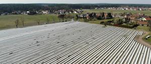 Beelitz ist die größte Spargelregion in Brandenburg.
