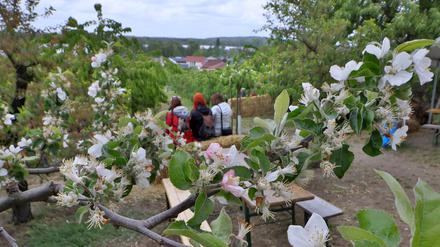 Auf den Plantagen im Hohen Weg konnte man nur mit Glück noch blühende Bäume sehen. Dafür gab es reichlich Platz auf den Bierzeltgarnituren.