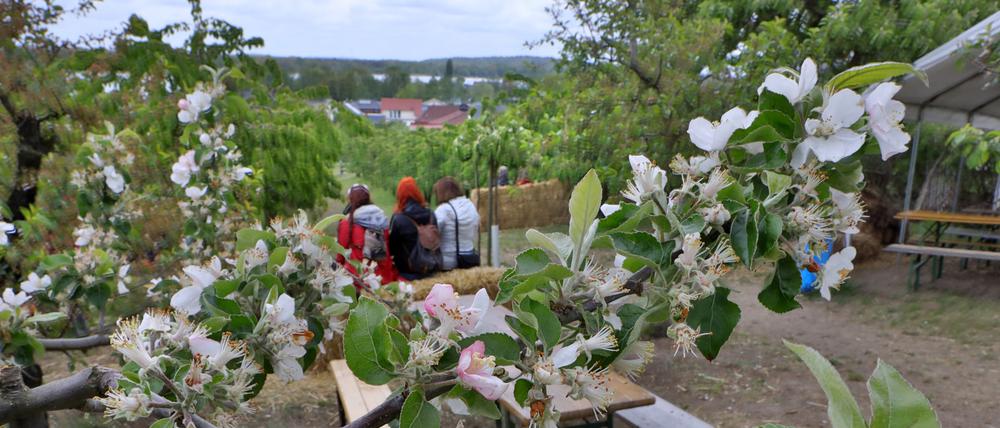Auf den Plantagen im Hohen Weg konnte man nur mit Glück noch blühende Bäume sehen. Dafür gab es reichlich Platz auf den Bierzeltgarnituren.