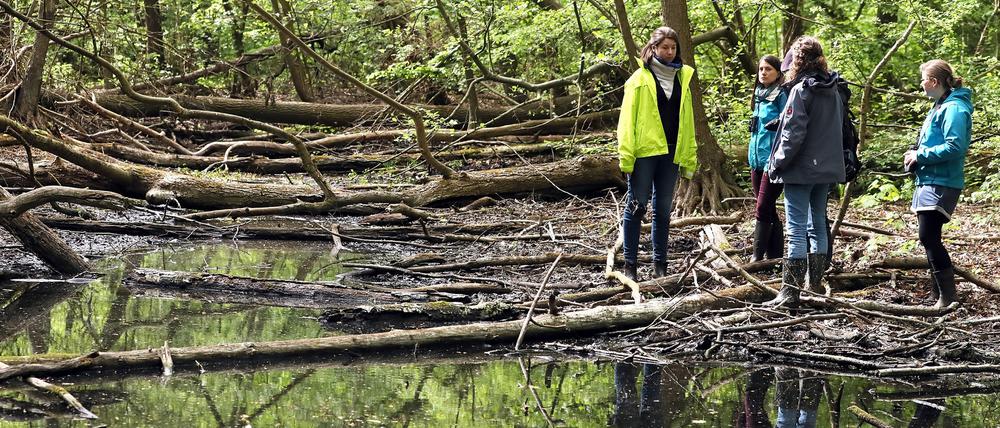 Die Düsteren Teiche zwischen Eiche und Bornim bieten vielen Tieren ein Refugium.