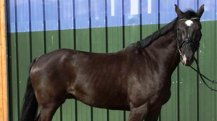 Ein unbekannter Mann hat Cassius, einen Holsteiner Warmblut, gestohlen.
