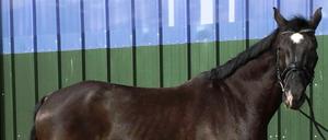 Ein unbekannter Mann hat Cassius, einen Holsteiner Warmblut, gestohlen.