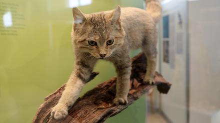 Im Potsdamer Naturkundemuseum ist ein Exemplar der Europäischen Wildkatze ausgestellt.