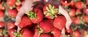 Am 24. Mai startet die offizielle Erdbeerernte in Brandenburg.