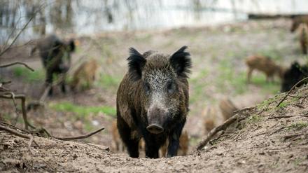 Mitbewohner. Ganze Rotten laufen tagsüber in Kleinmachnow und Stahnsdorf durch die Straßen.