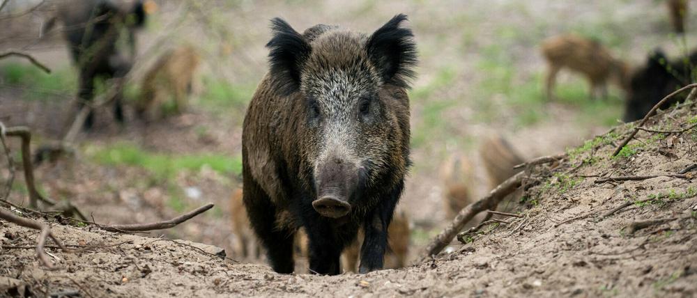 Mitbewohner. Ganze Rotten laufen tagsüber in Kleinmachnow und Stahnsdorf durch die Straßen.