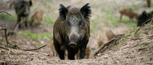 Mitbewohner. Ganze Rotten laufen tagsüber in Kleinmachnow und Stahnsdorf durch die Straßen.