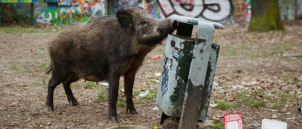 "Es müssten endlich empfindliche Geldstrafen her für Leute, die die Tiere füttern", sagt Philipp Cachée.