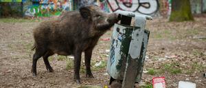 "Es müssten endlich empfindliche Geldstrafen her für Leute, die die Tiere füttern", sagt Philipp Cachée.