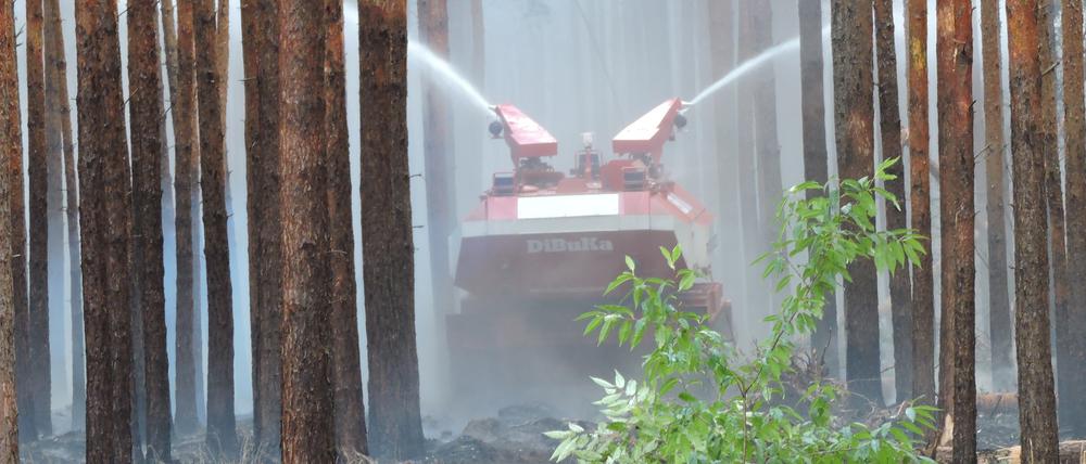 Wird es wieder brennen? In Fichtenwalde wütete das Feuer im Juli vergangenen Jahres auf rund 50 Hektar.