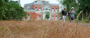 Die Parks der Schlösserstiftung wie der Neue Garten leiden unter der Trockenheit.