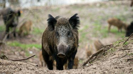 Erledigt. Die Bogenjagd ist vom Tisch, Stahnsdorf fordert den Einsatz weiterer alternativer Jagdmethoden. 