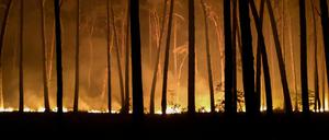 Der Waldbrand bei Jüterbog.