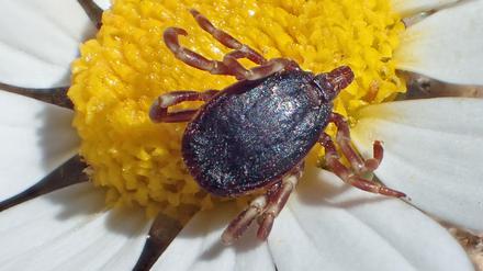 Die Hyalomma-Zecke mit den geringelten Beinen ist viel größer als der einheimische Holzbock.
