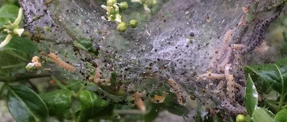 Harmloses Gespinst. Die Nester der Paffenhütchen-Motte.