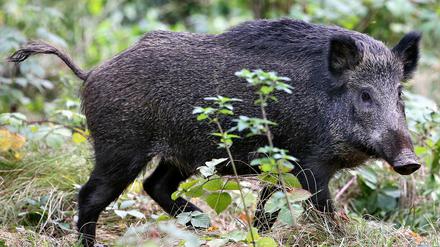 Die Tiere sollen aus den Wohnsiedlungen vertrieben werden.