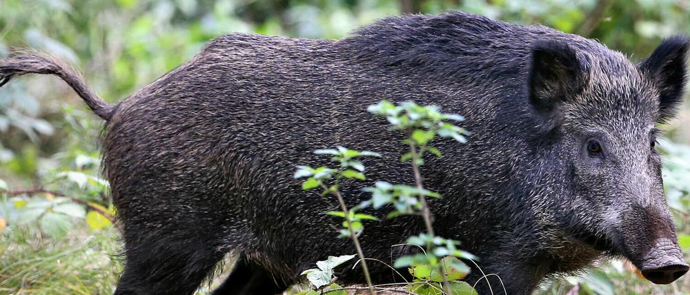 Die Tiere sollen aus den Wohnsiedlungen vertrieben werden.