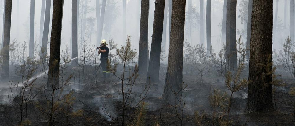 Auf etwa 50 Hektar Fläche hatte der Wald bei Fichtenwalde im vergangenen Sommer gebrannt. Feuerwehrleuten zufolge könnte eine Zigarettenkippe den Brand ausgelöst haben, die Autofahrer auf der A9 nahe des Brandherdes womöglich aus dem Fenster geworfen haben.